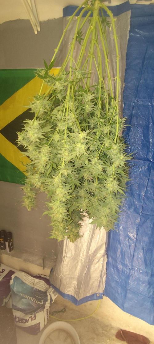 SuperBoof & Apolo Haze. Week 7