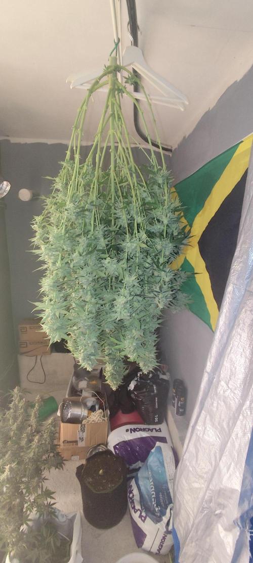 SuperBoof & Apolo Haze. Week 7