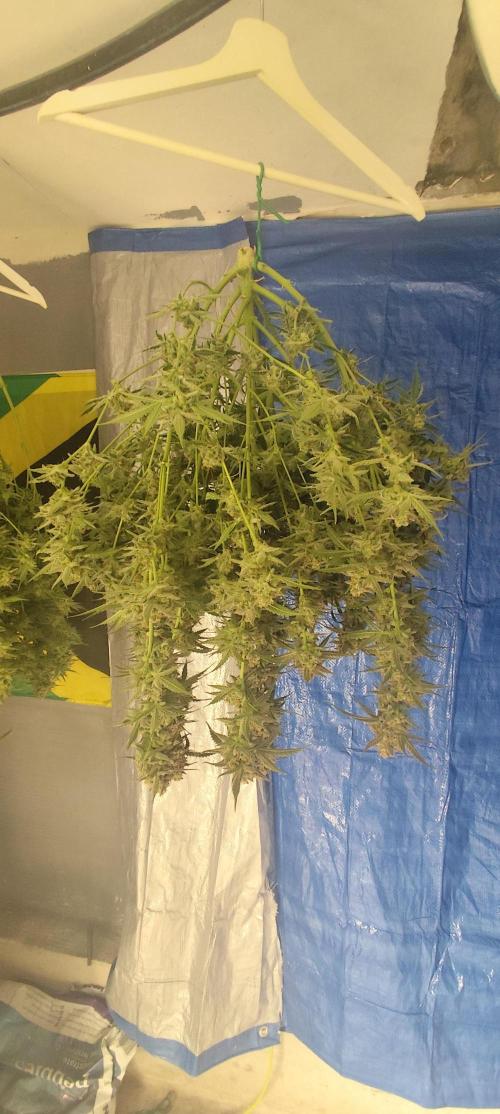 SuperBoof & Apolo Haze. Week 7