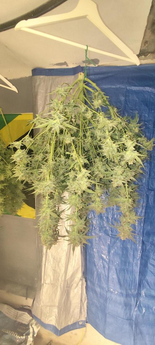 SuperBoof & Apolo Haze. Week 7