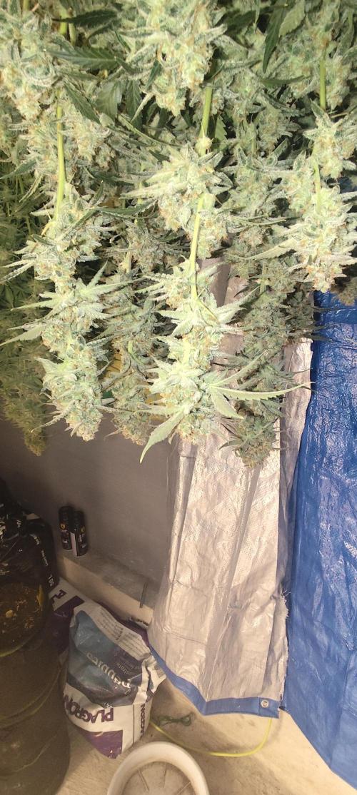 SuperBoof & Apolo Haze. Week 7