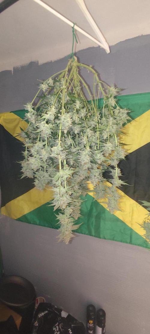 SuperBoof & Apolo Haze. Week 7