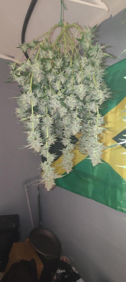 SuperBoof & Apolo Haze. Week 7