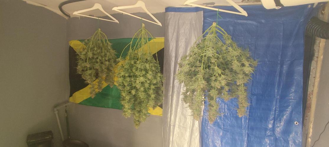 SuperBoof & Apolo Haze. Week 7