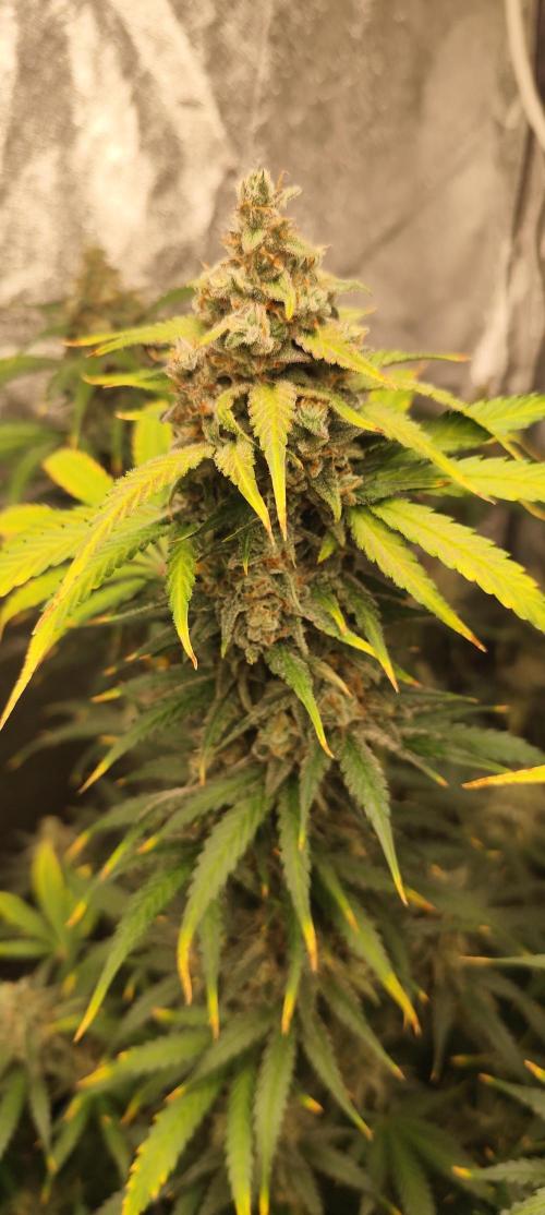 SuperBoof & Apolo Haze. Week 7