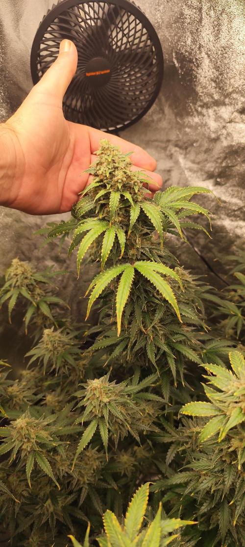 SuperBoof & Apolo Haze. Week 7