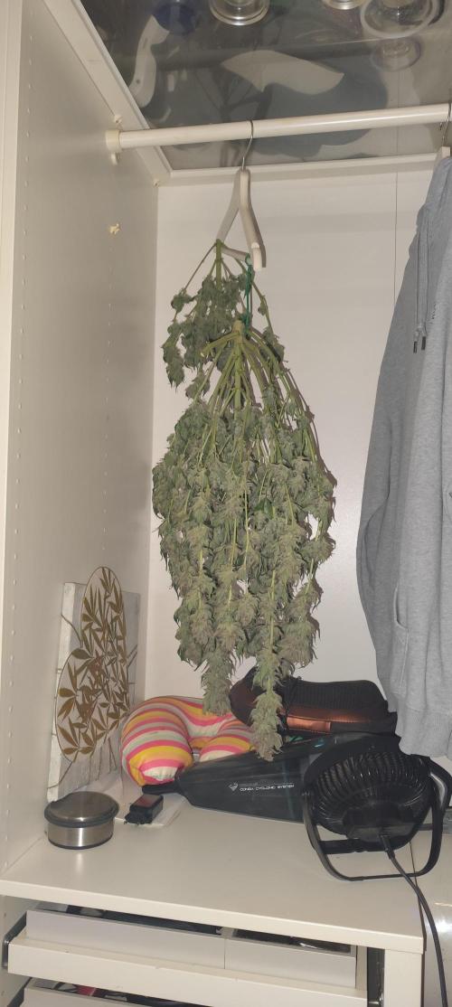 SuperBoof & Apolo Haze. Week 7