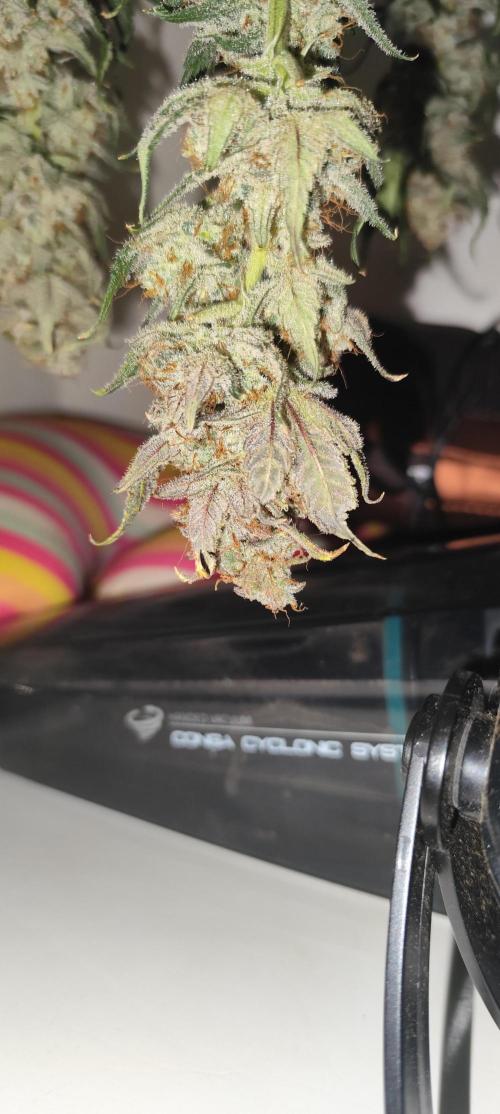 SuperBoof & Apolo Haze. Week 7