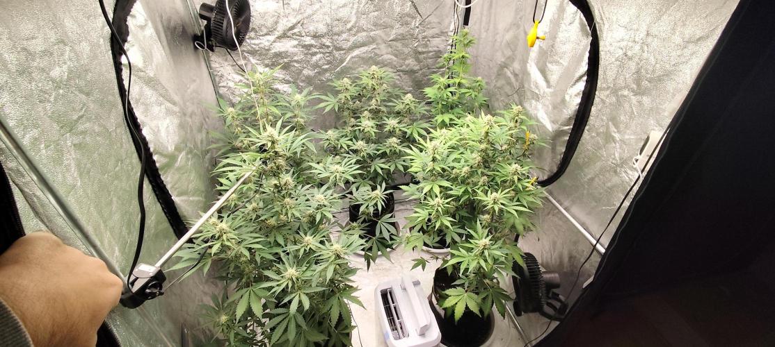 NL , LCC & PC. Week 3