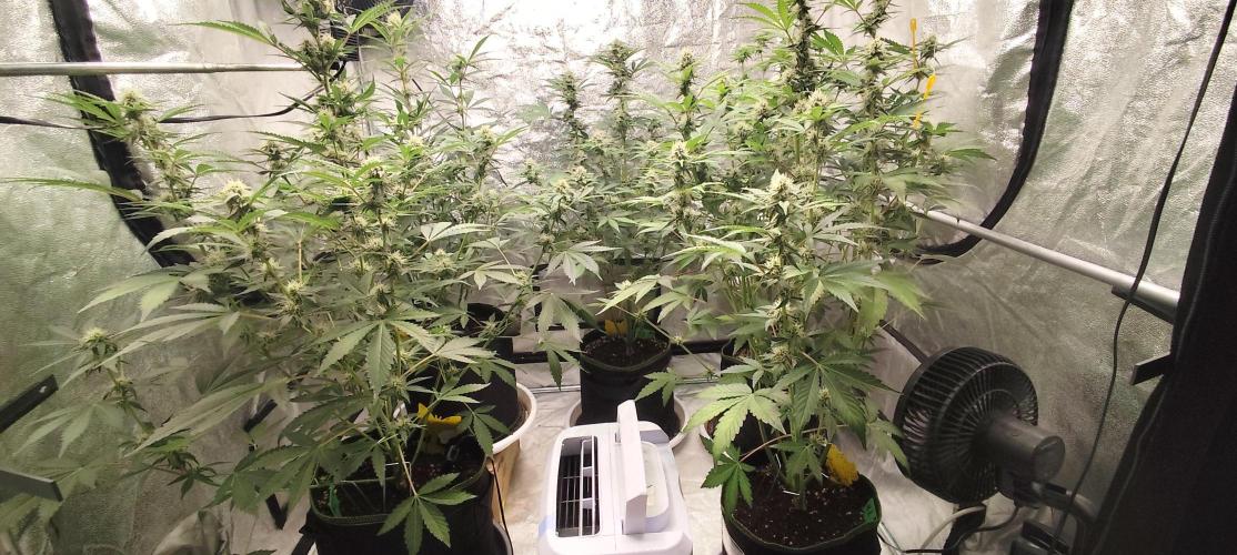 NL , LCC & PC. Week 3