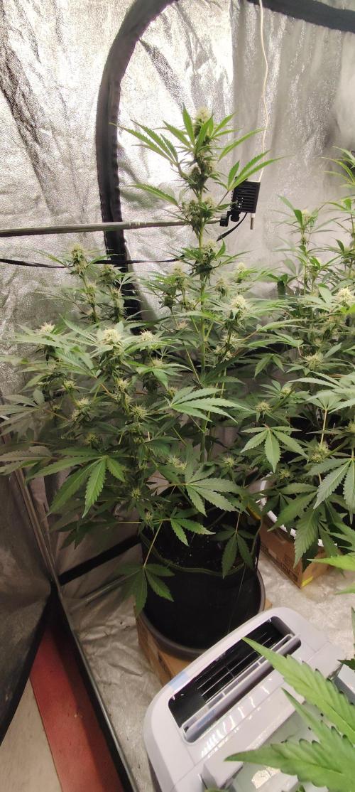 NL , LCC & PC. Week 3 - northern lights