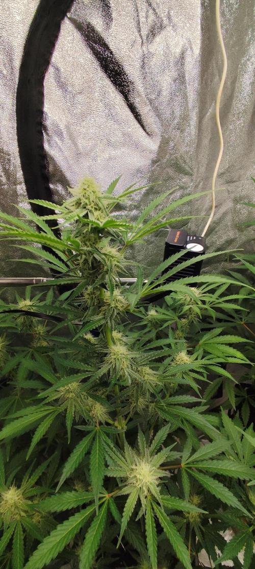 NL , LCC & PC. Week 3 - northern lights