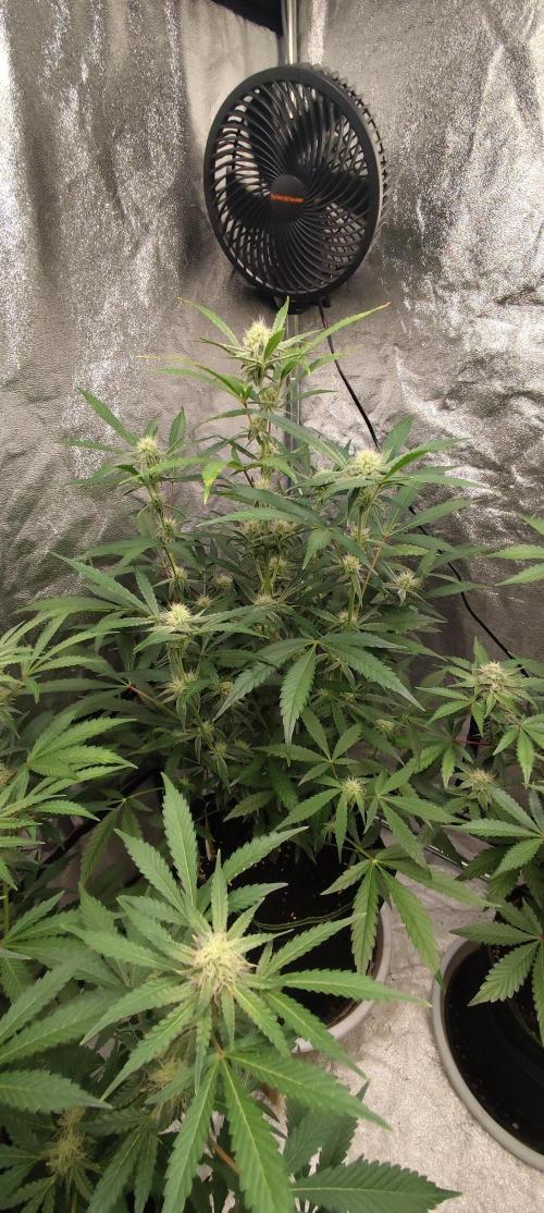 NL , LCC & PC. Week 3 - pound cake