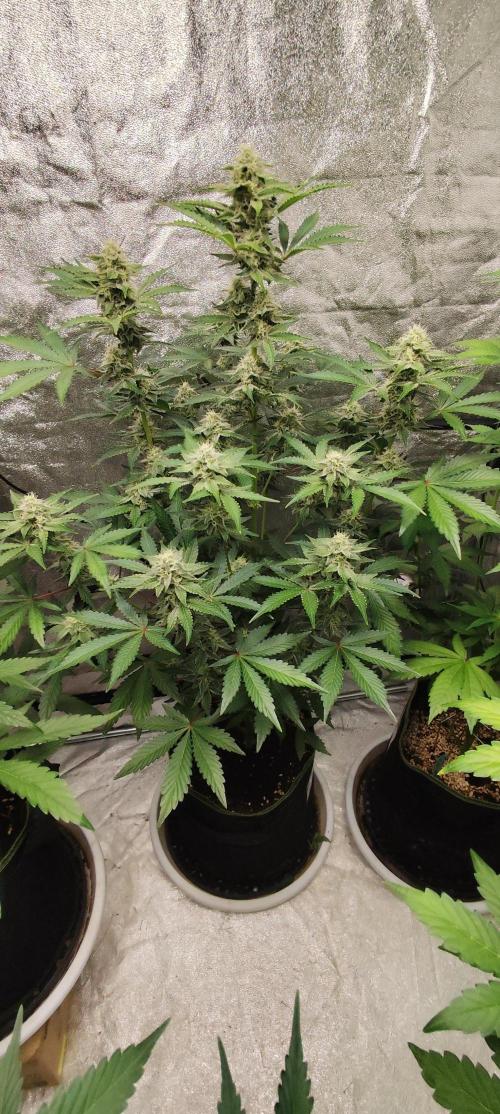 NL , LCC & PC. Week 3 - northern lights