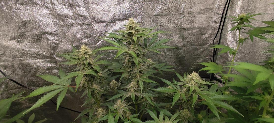 NL , LCC & PC. Week 3 - northern lights