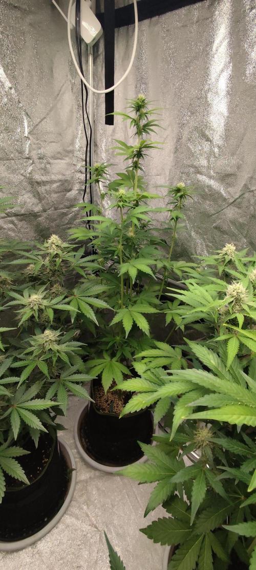 NL , LCC & PC. Week 3 - Lemon cherry cookies