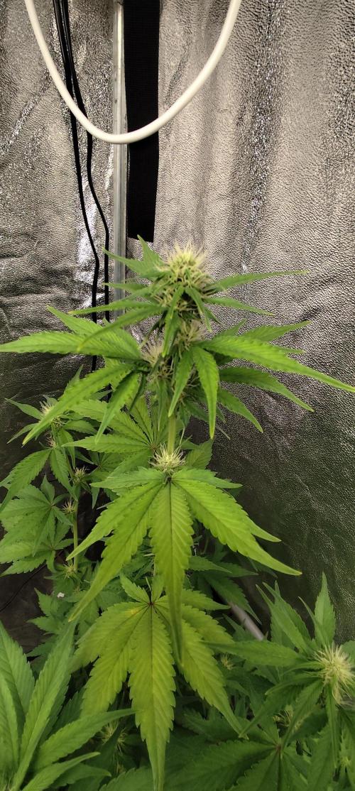 NL , LCC & PC. Week 3 - Lemon cherry cookies