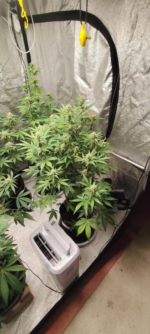 NL , LCC & PC. Week 3 - northern lights