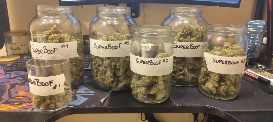 SuperBoof & Apolo Haze. Week 7