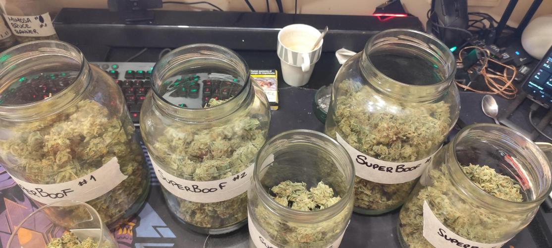 SuperBoof & Apolo Haze. Week 7