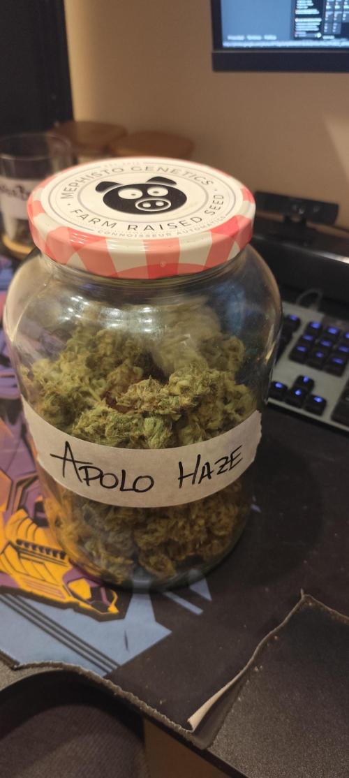 SuperBoof & Apolo Haze. Week 7