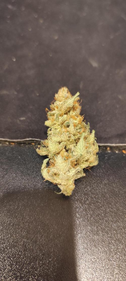 SuperBoof & Apolo Haze. Week 7