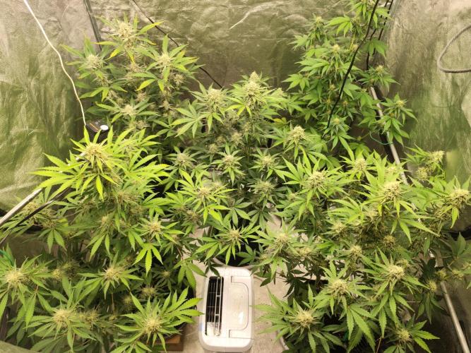 NL , LCC & PC. Week 4