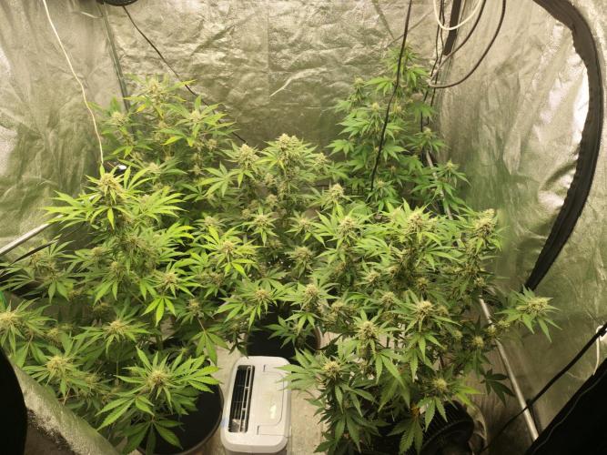 NL , LCC & PC. Week 4