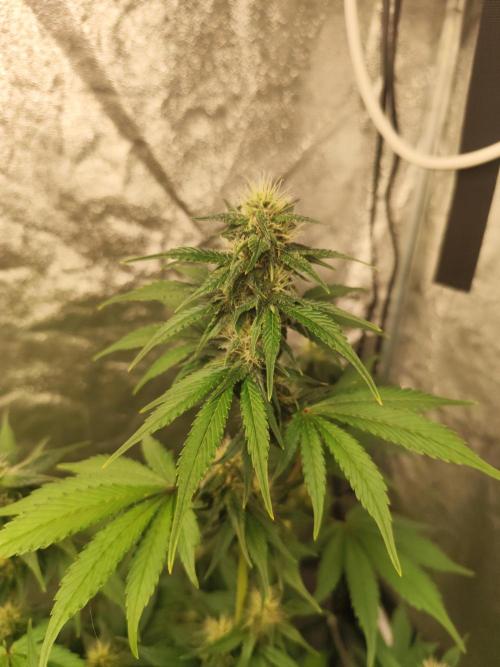 NL , LCC & PC. Week 4 - Lemon cherry cookies