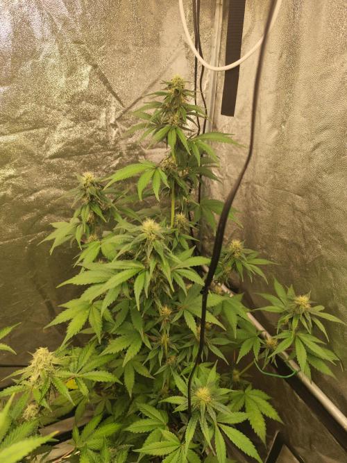 NL , LCC & PC. Week 4 - Lemon cherry cookies 