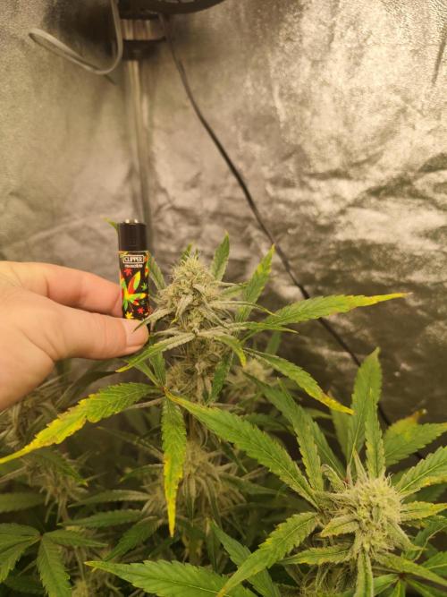 NL , LCC & PC. Week 4 - Pound cake