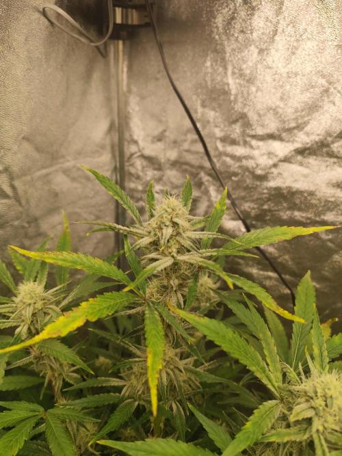 NL , LCC & PC. Week 4 - Pound cake