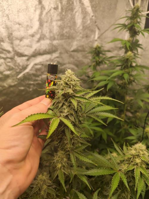 NL , LCC & PC. Week 4 - Northern lights 