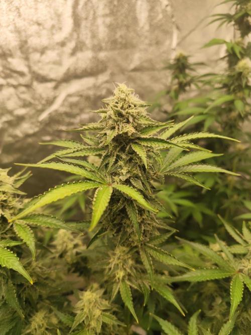 NL , LCC & PC. Week 4 - Northern lights 