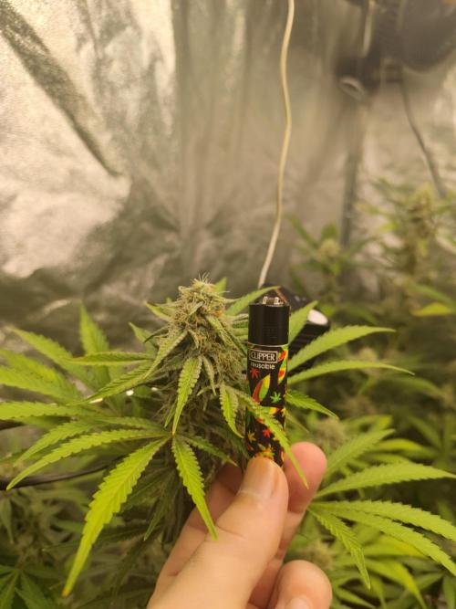 NL , LCC & PC. Week 4 - Northern lights 