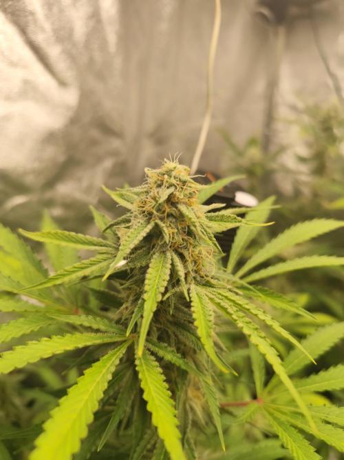 NL , LCC & PC. Week 4 - Northern lights 