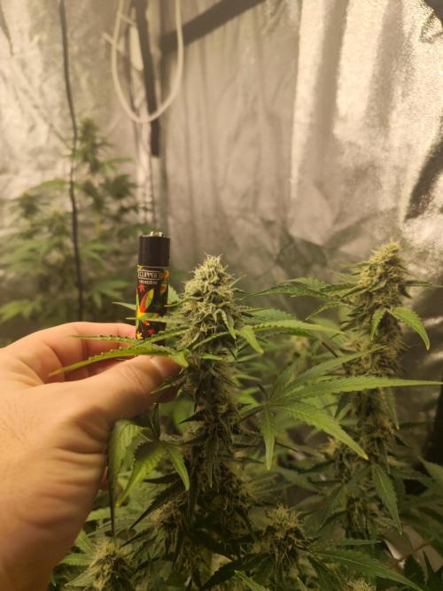 NL , LCC & PC. Week 4 - Northern lights 