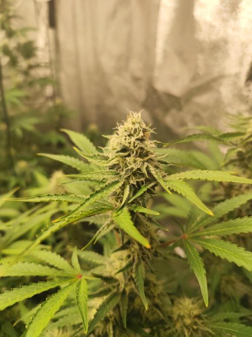 NL , LCC & PC. Week 4 - Northern lights 