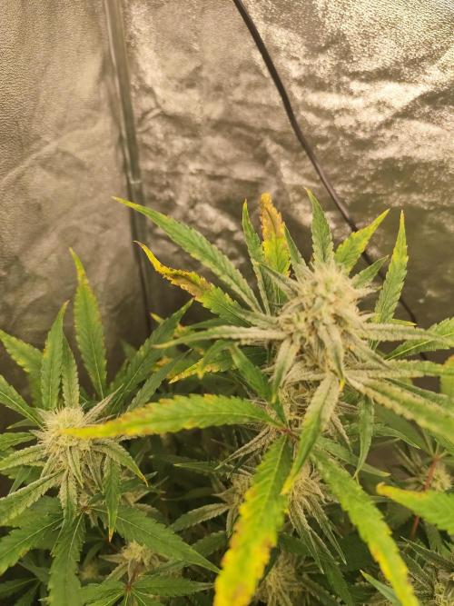 NL , LCC & PC. Week 4 - Pound cake