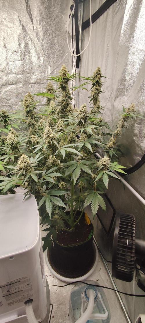 NL , LCC & PC. Week 5 - Norther Lights