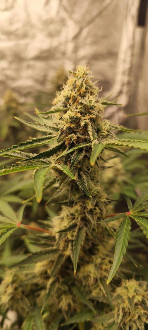 NL , LCC & PC. Week 5 - Norther Lights