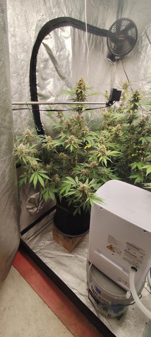 NL , LCC & PC. Week 5 - Norther Lights