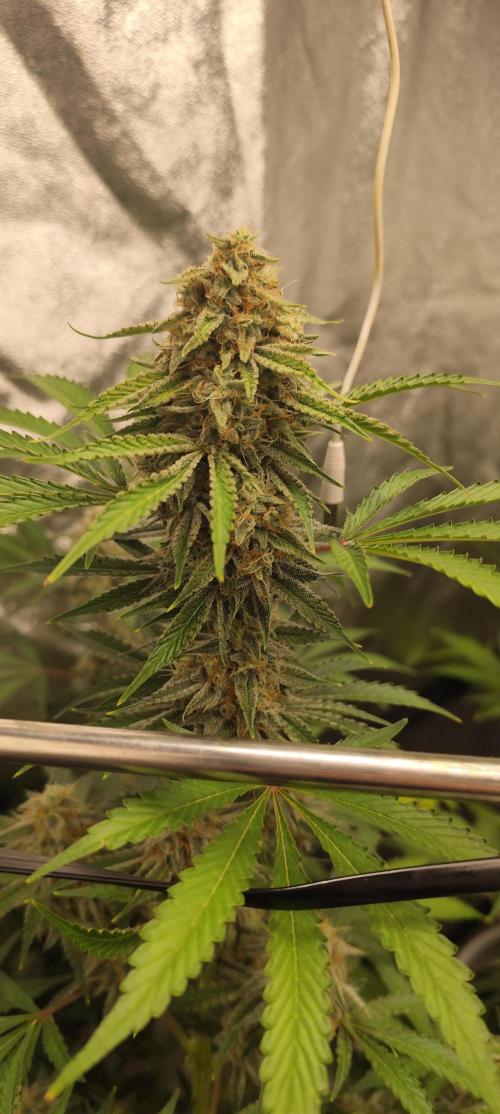 NL , LCC & PC. Week 5 - Norther Lights