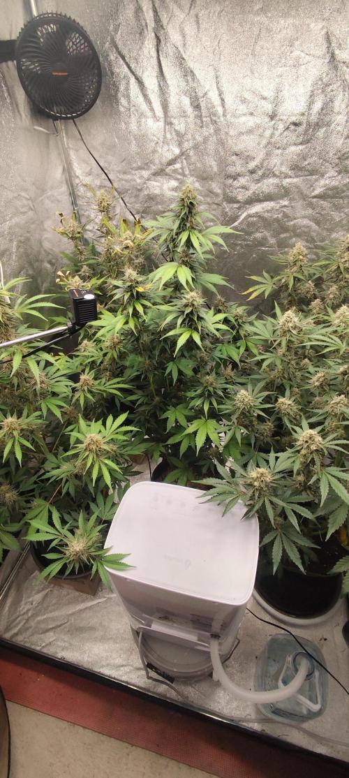 NL , LCC & PC. Week 5 - Lemon Cherry Cookies