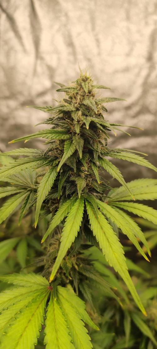 NL , LCC & PC. Week 5 - Lemon Cherry Cookies