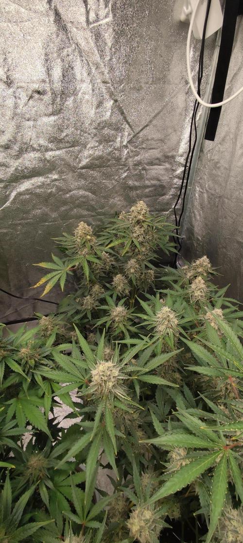 NL , LCC & PC. Week 5 - Norther Lights