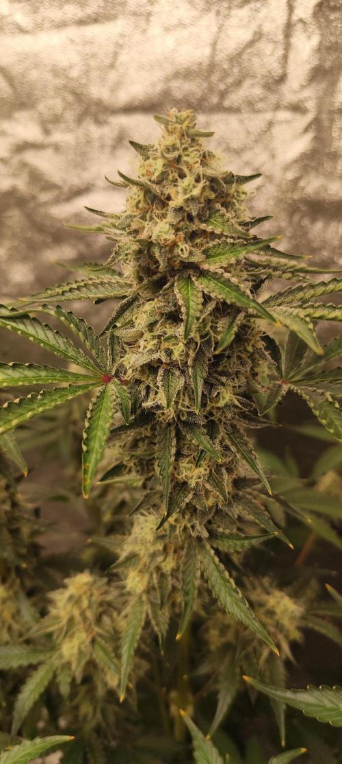 NL , LCC & PC. Week 5 - Norther Lights