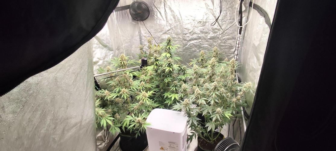 NL , LCC & PC. Week 5