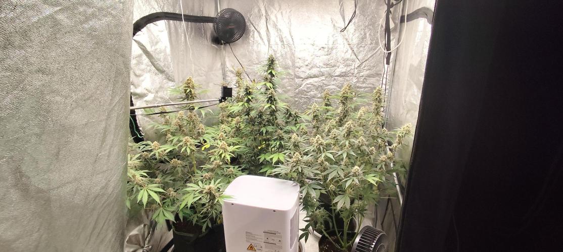 NL , LCC & PC. Week 5