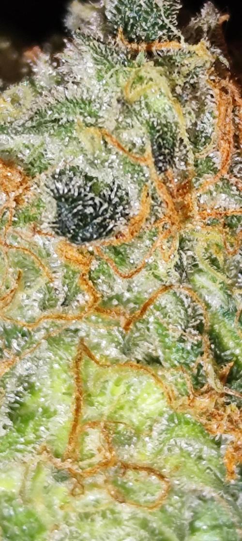 NL , LCC & PC. Week 6